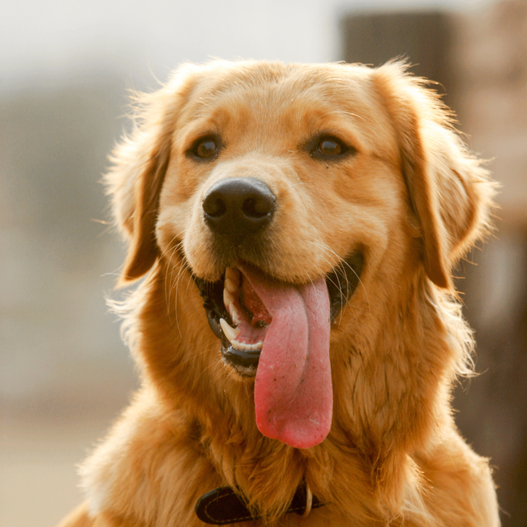 What Makes a Healthy Dog Treat?