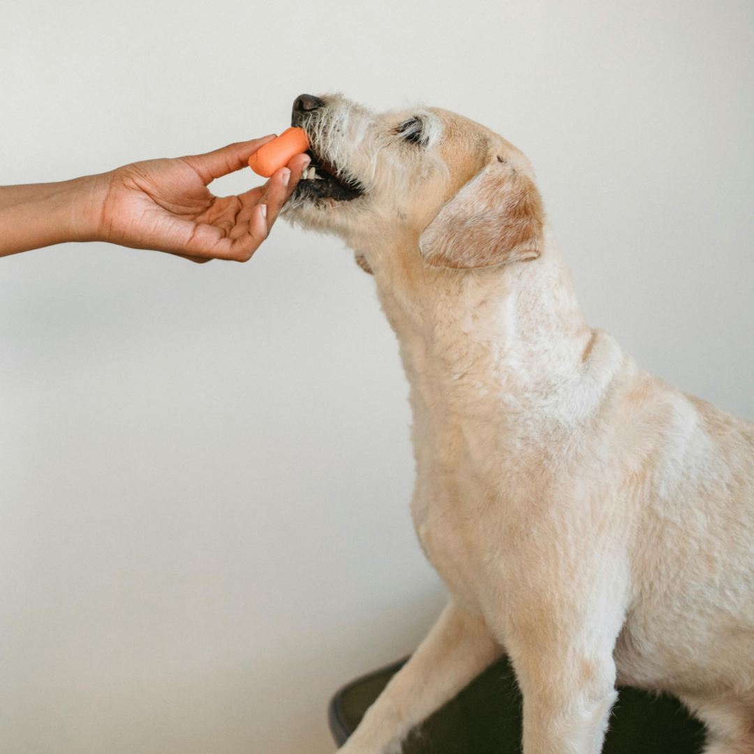 From Our Kitchen to Your Dog: How Our Treats Are Made