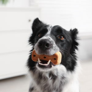 Peanut Butter Oat Bites