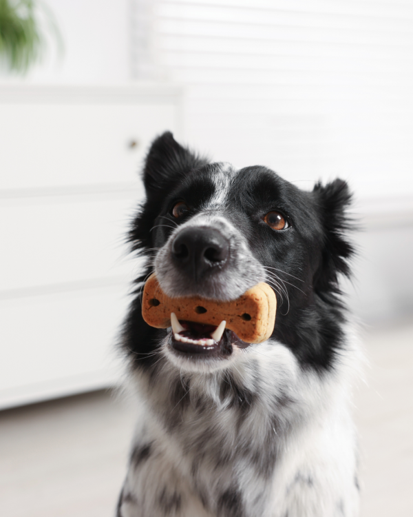 Peanut Butter Oat Bites